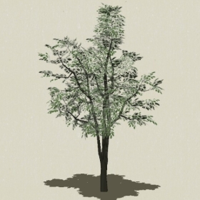 ��ľ-Sketchup��ͼ��ʦEnscape����ģ��2022051196