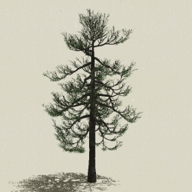 ��Ҷ��ľ-Sketchup��ͼ��ʦEnscape����ģ��2022051153