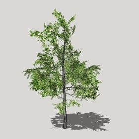 草图大师模型植物简模齐全2022年1255