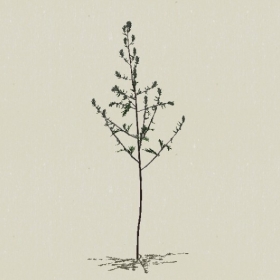 ��-Sketchup��ͼ��ʦEnscape����ģ��2022051188