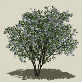 ��ľ��ľ-Sketchup��ͼ��ʦEnscape����ģ��20220511