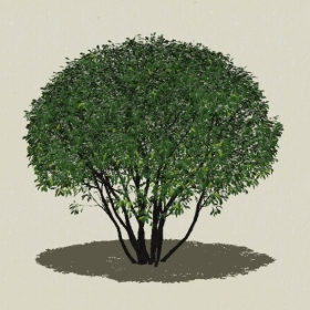 ��ľ-Sketchup��ͼ��ʦEnscape����ģ��2022051146