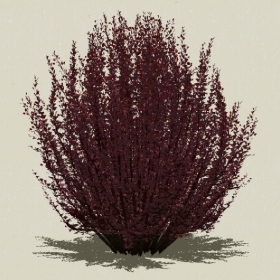 ��ľ-Sketchup��ͼ��ʦEnscape����ģ��20220511134