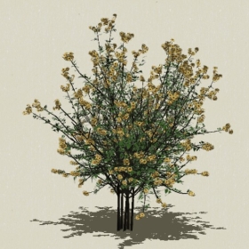 ��ľ��ľ-Sketchup��ͼ��ʦEnscape����ģ��202205119