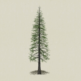 ��Ҷ��ľ-Sketchup��ͼ��ʦEnscape����ģ��2022051144