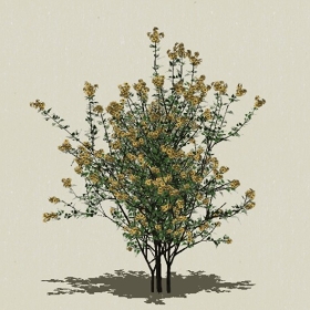 ��ľ��ľ-Sketchup��ͼ��ʦEnscape����ģ��2022051111