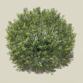 ��ľ-Sketchup��ͼ��ʦEnscape����ģ��202205114