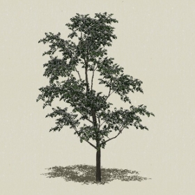 ��ľ-Sketchup��ͼ��ʦEnscape����ģ��202205116