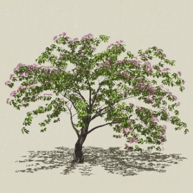 ��ľ��ľ-Sketchup��ͼ��ʦEnscape����ģ��2022051123