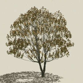 ��ľ-Sketchup��ͼ��ʦEnscape����ģ��20220511180