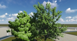 Lumion ͩ Platanus  acerifolia