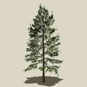 ��Ҷ��ľ-Sketchup��ͼ��ʦEnscape����ģ��2022051110