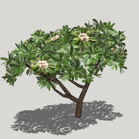 草图大师模型植物简模齐全2022年1268