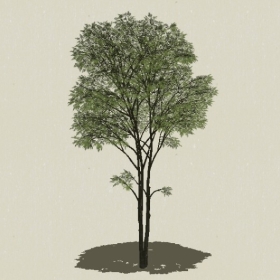 ��ľ-Sketchup��ͼ��ʦEnscape����ģ��2022051122