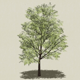 ��ľ-Sketchup��ͼ��ʦEnscape����ģ��20220511105