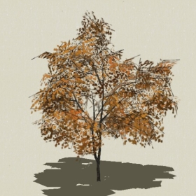 ��ľ-Sketchup��ͼ��ʦEnscape����ģ��2022051170