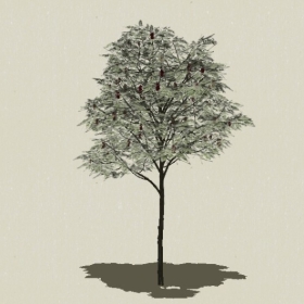 ��ľ��ľ-Sketchup��ͼ��ʦEnscape����ģ��2022051134