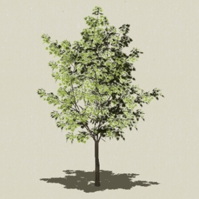 ��ľ-Sketchup��ͼ��ʦEnscape����ģ��20220511155