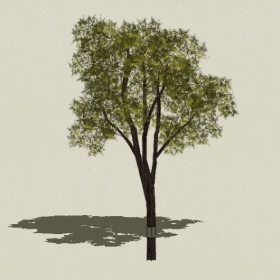 ��ľ-Sketchup��ͼ��ʦEnscape����ģ��20220511151