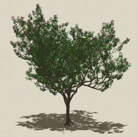 ��ľ��ľ-Sketchup��ͼ��ʦEnscape����ģ��2022051167