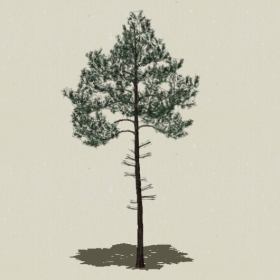 ��Ҷ��ľ-Sketchup��ͼ��ʦEnscape����ģ��2022051137