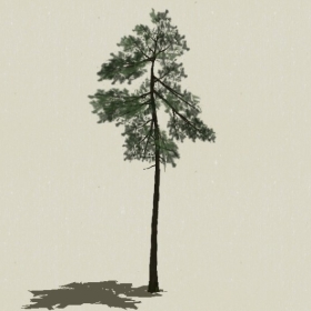 ��Ҷ��ľ-Sketchup��ͼ��ʦEnscape����ģ��2022051138