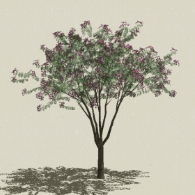 ��ľ��ľ-Sketchup��ͼ��ʦEnscape����ģ��2022051188