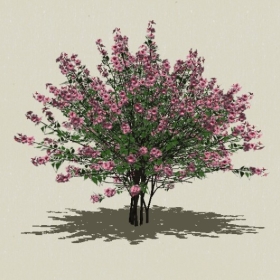 ��ľ��ľ-Sketchup��ͼ��ʦEnscape����ģ��202205116