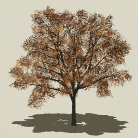 ��ľ-Sketchup��ͼ��ʦEnscape����ģ��2022051168