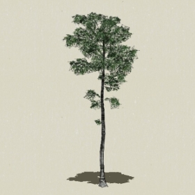 ��ľ-Sketchup��ͼ��ʦEnscape����ģ��20220511145