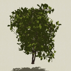 ��ľ-Sketchup��ͼ��ʦEnscape����ģ��20220511136