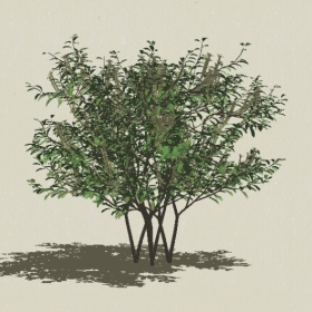 ��ľ��ľ-Sketchup��ͼ��ʦEnscape����ģ��2022051115