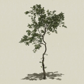 ��ľ-Sketchup��ͼ��ʦEnscape����ģ��2022051126