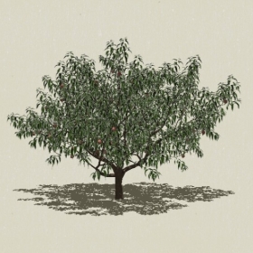 ��ľ��ľ-Sketchup��ͼ��ʦEnscape����ģ��2022051140