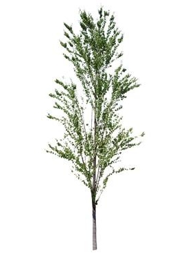720úMtree01