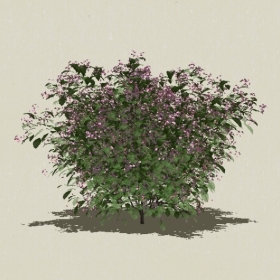 ��ľ��ľ-Sketchup��ͼ��ʦEnscape����ģ��2022051137