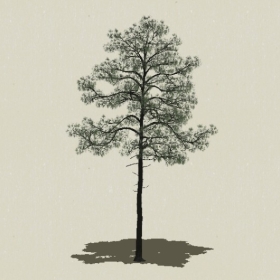 ��Ҷ��ľ-Sketchup��ͼ��ʦEnscape����ģ��202205115