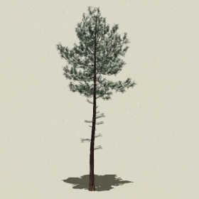 ��Ҷ��ľ-Sketchup��ͼ��ʦEnscape����ģ��2022051129