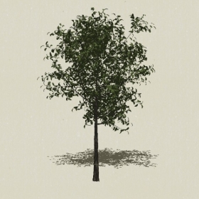 ��ľ-Sketchup��ͼ��ʦEnscape����ģ��20220511165