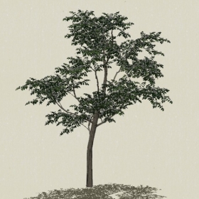 ��ľ-Sketchup��ͼ��ʦEnscape����ģ��2022051143