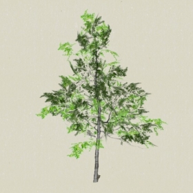 ��ľ-Sketchup��ͼ��ʦEnscape����ģ��20220511109