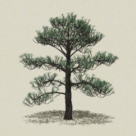 ��Ҷ��ľ-Sketchup��ͼ��ʦEnscape����ģ��2022051151