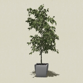 ����ֲ��-Sketchup��ͼ��ʦEnscape����ģ��20220511218