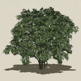 ��ľ-Sketchup��ͼ��ʦEnscape����ģ��20220511150