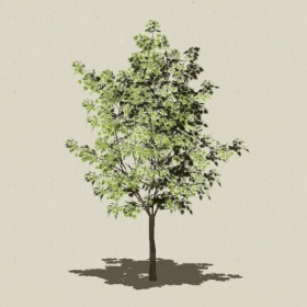 ��ľ-Sketchup��ͼ��ʦEnscape����ģ��20220511108