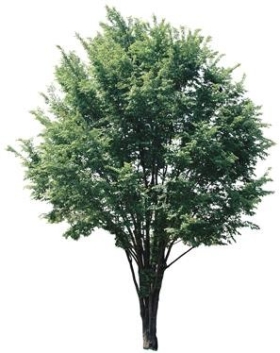 720úLtree11