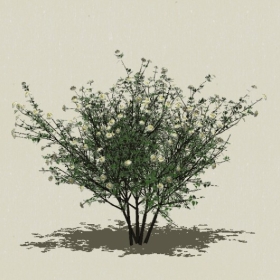 ��ľ��ľ-Sketchup��ͼ��ʦEnscape����ģ��202205113