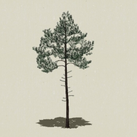 ��Ҷ��ľ-Sketchup��ͼ��ʦEnscape����ģ��2022051122